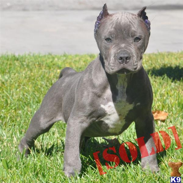 ✔BIGTIME→→SOLD→→.SOLD→→SOLD→→WWW.HQBULLIES.COM